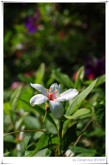 十二寮油桐花第二拍<特寫篇> NEO_IMG_DSC_9301