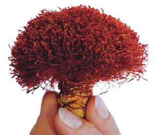 முருங்கை மரத்தில் பூசணிக்காய் Saffron