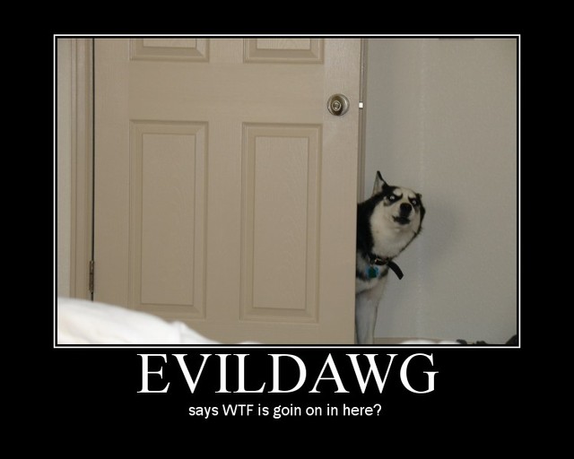 My funny pictures Evildawg