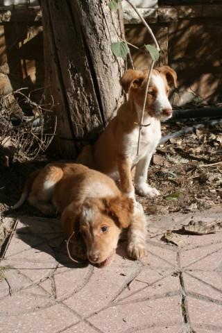 Zipi y Zape cachorritos de dos meses. Perrera GetAttachmentCALS6EFT