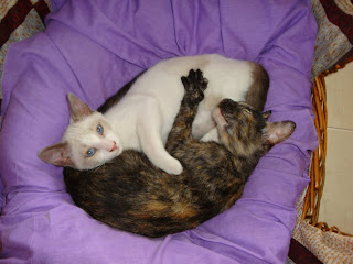 CARI necesita ayuda por su ojito y CARO (Adoptado), dos gatitos en ‏vila seca, TARRAGONA DSC01036