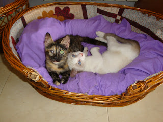 CARI necesita ayuda por su ojito y CARO (Adoptado), dos gatitos en ‏vila seca, TARRAGONA DSC01012