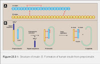 هرمون الانسولين Insulin%20structure