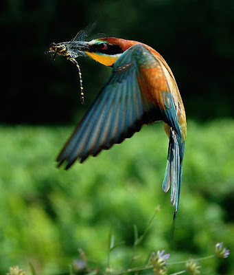 تشكيلة عامه من صور بعض الطيور 5-birds