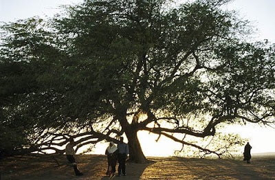 El rbol de la Vida TreeOfLife2