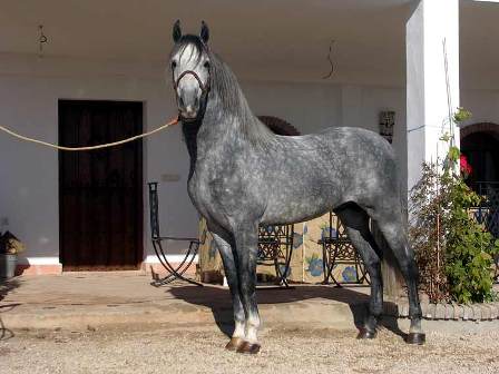 Caballo andaluz Andaluz2