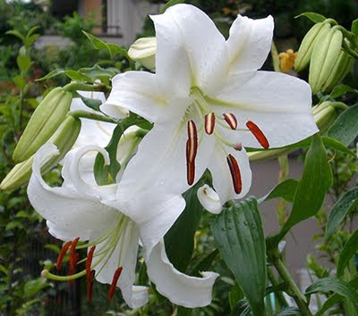 Ljiljani   Lily