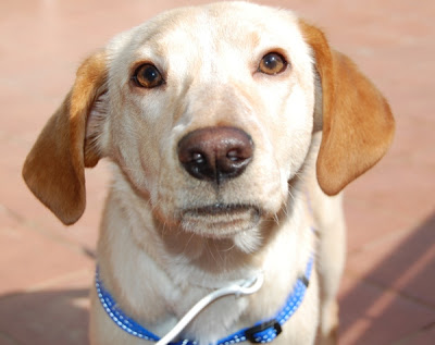 Novo, mini labrador, 7 meses Novo1