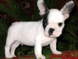 Dougie's tree **__** French-bulldog-puppy