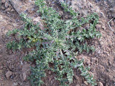 !!Por que en el campo tambien hay que comer!! (PLANTAS) Cardillos(3)