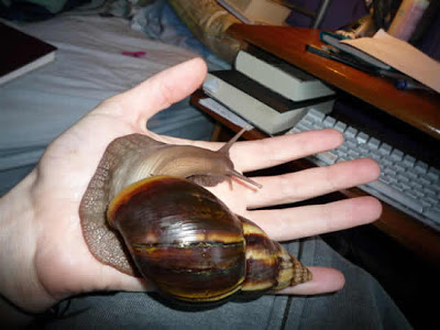 أكبر حلزون في العالم Giant-african-snail-5