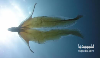 من أعماق المحيط: الاخطبوط ذو العباءة Tremoctopus