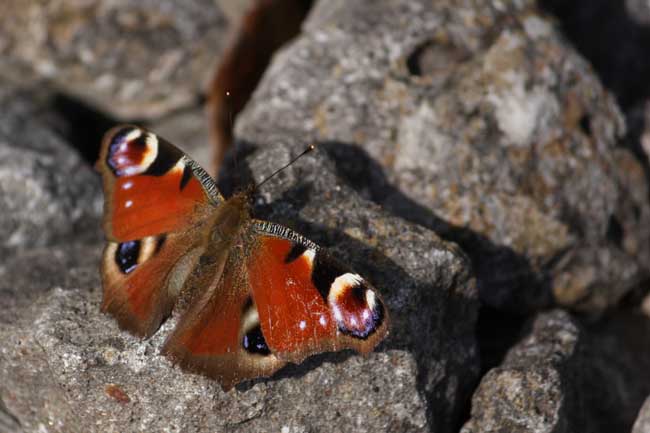 Un lundi de Pâques Papillon