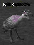 Quest Baby Kookaburra  Imagem