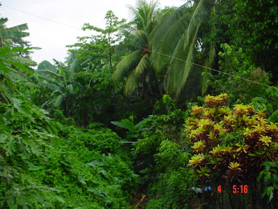 Perú en segundo lugar en área de bosques. AREA