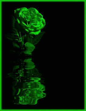 ورود Green_rose1