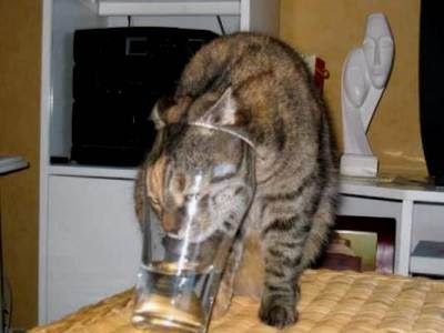 صور حركات قطط مضحكة تشبه حركات الاطفال Cat-wants-to-drink2