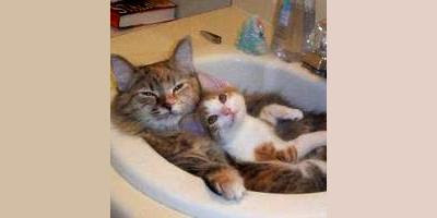 صور حركات قطط مضحكة تشبه حركات الاطفال Cats-take-the-bath