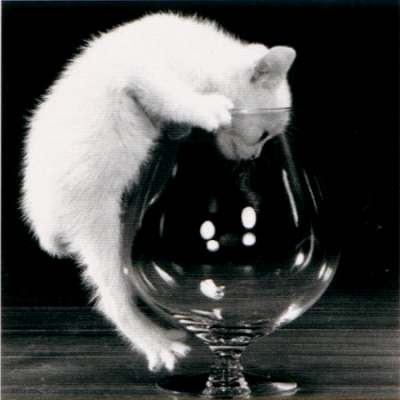 صور حركات قطط مضحكة تشبه حركات الاطفال Kitten-wants-to-drink