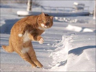 صور حركات قطط مضحكة تشبه حركات الاطفال The-dancing-tomcat