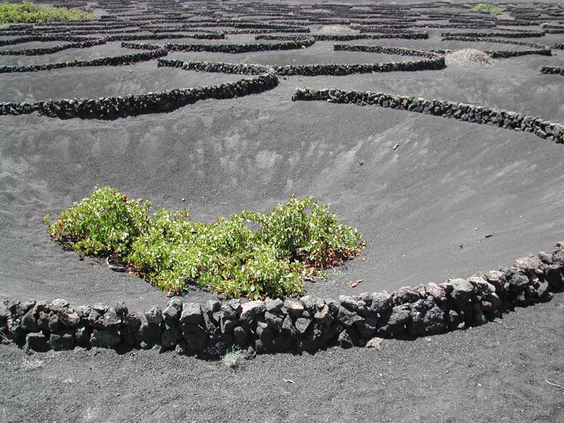 Lo nunca visto ( y lleva siglos asi) Lanzarote_La_Geria_Weinanbau