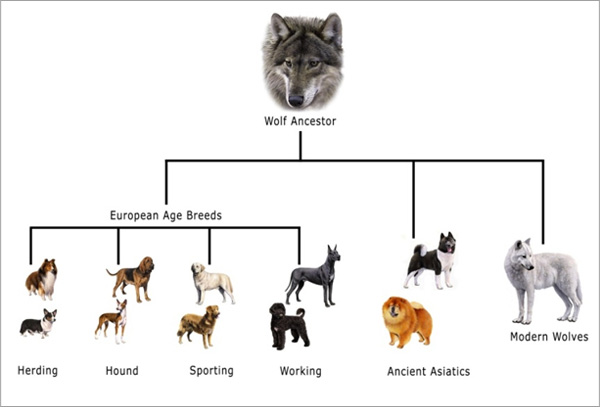 The Doggy Thread Dog-history-tree