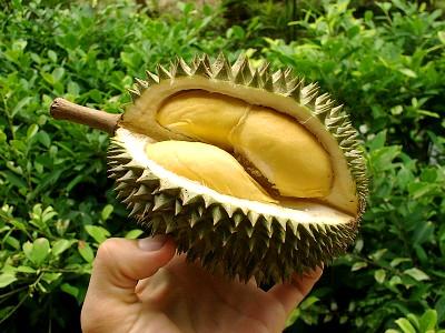 أغرب انواع الفواكه Durian%2520Fruit