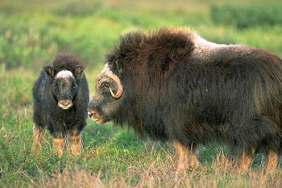 10 Hewan Terkuat di Dunia Musk-ox-calf_1642