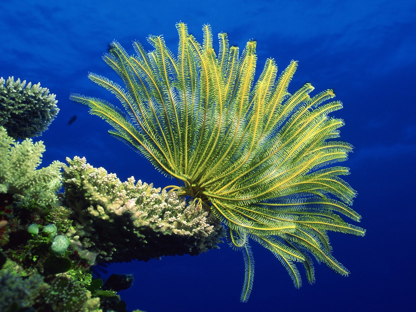 جمال خيالي في اعماق البحار للمرجان  Crinoid%2BCoral%2BSea