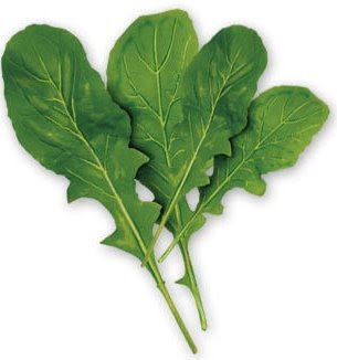 للجرجير فوائد كثيرة Arugula