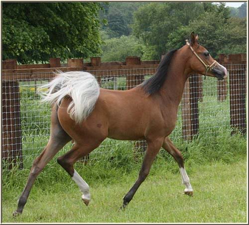 Robes originales.  Greytailedcolt