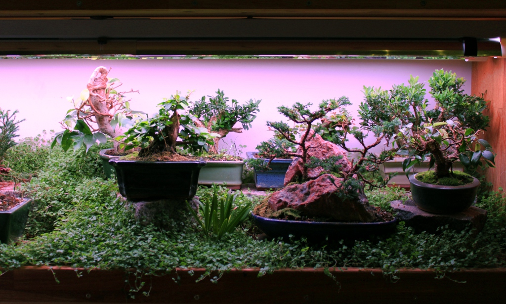 Indoor Bonsai under LED lights. - Page 15 Valolaatikko