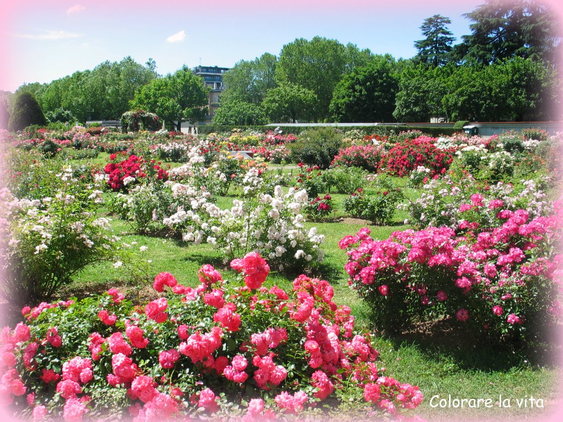 l'angolo fiorito Roseto_Monza04