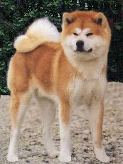 perros peligrosos Akita_inu%5B1%5D