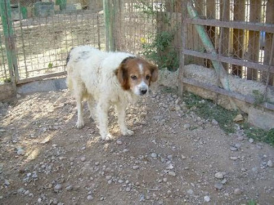 La Sociedad Salmantina Protectora de Animales y Plantas necesita ayuda urgente. Tiene muchos abuelitos y ninguna ayuda CHIQUITIN2