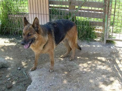 La Sociedad Salmantina Protectora de Animales y Plantas necesita ayuda urgente. Tiene muchos abuelitos y ninguna ayuda JANIS1