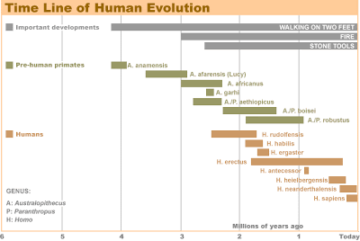 Cosa ne pensate dei Santi - Pagina 9 Human-evolution