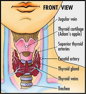 தைராய்டு (தொண்டைக்கழலை)  Thyroid