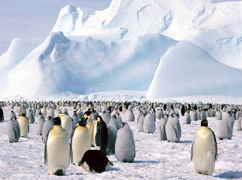 A Marcha (Imperceptível) dos Pinguins Antartida