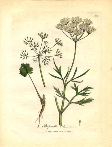 Glosario y propiedades mágicas de las plantas 16742.Apiaceae%20-%20Pimpinella%20anisum