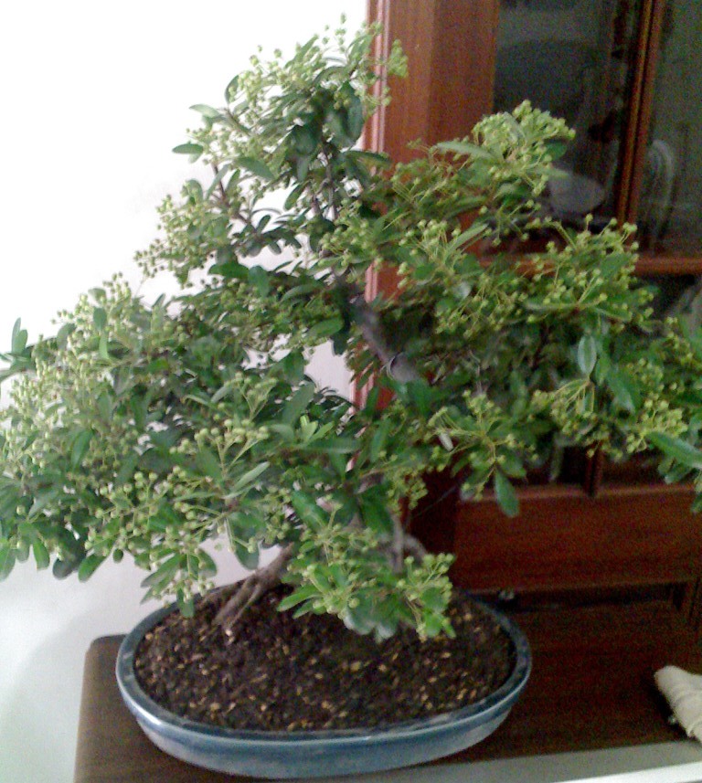 Ayuda. Tipo de bonsai 1204_121605