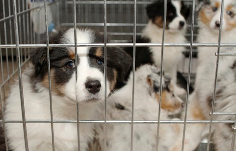 Cómo no caer en la trampa de los cachorros de granja Peludetes-cachorros-enjaulados