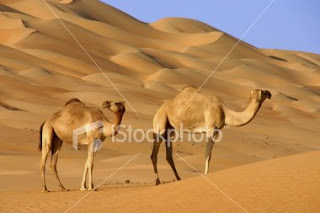 اسماء أبناء بعض الحيوانات مع الصور  Ist2_4600982-two-camels-in-the-desert