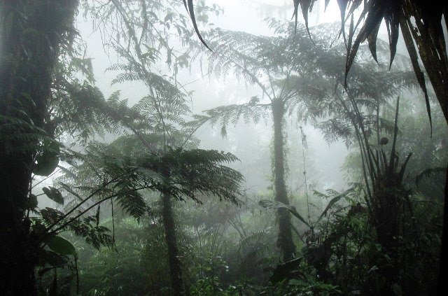 El bosque de las almas perdidas 9-el-BNuboso