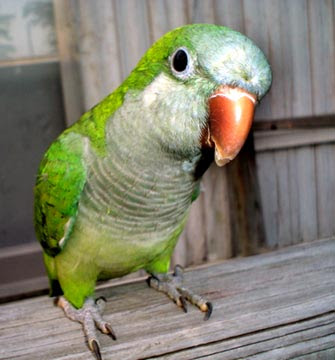 اجمل صور الببغاء  Parrot-0005