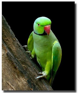 அழகான கிளிகள்.. Parrot1