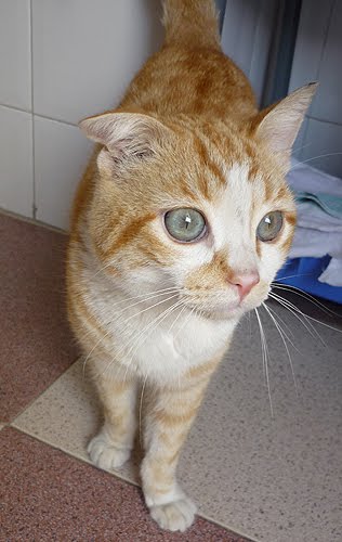 Leni, ADOPCIN o ACOGIDA YA, sino se ir a la calle. Granada. 11