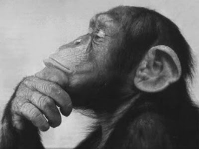 موسوعة صدق أو لا تصدق - متجدد- حصريا على منتدى واحة الإسلام - صفحة 23 Monkey-thinking