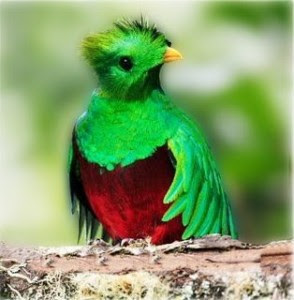 Abecedario de animales - Página 2 Quetzal_guatemala-294x300