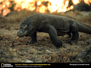 ShapeShifter's - Page 22 Komodo-dragon